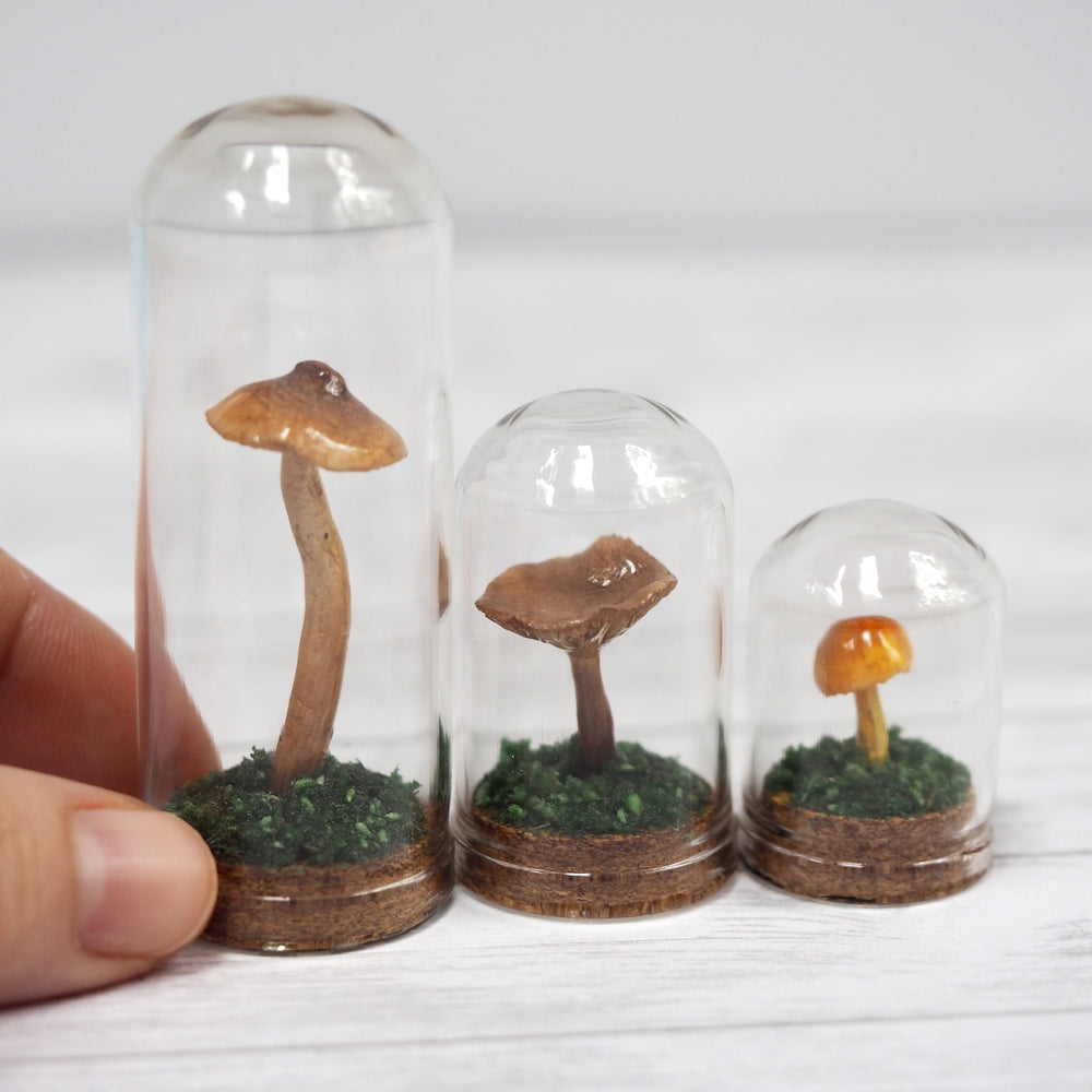 Mushroom Curiosity Jar Terrarium - Large
