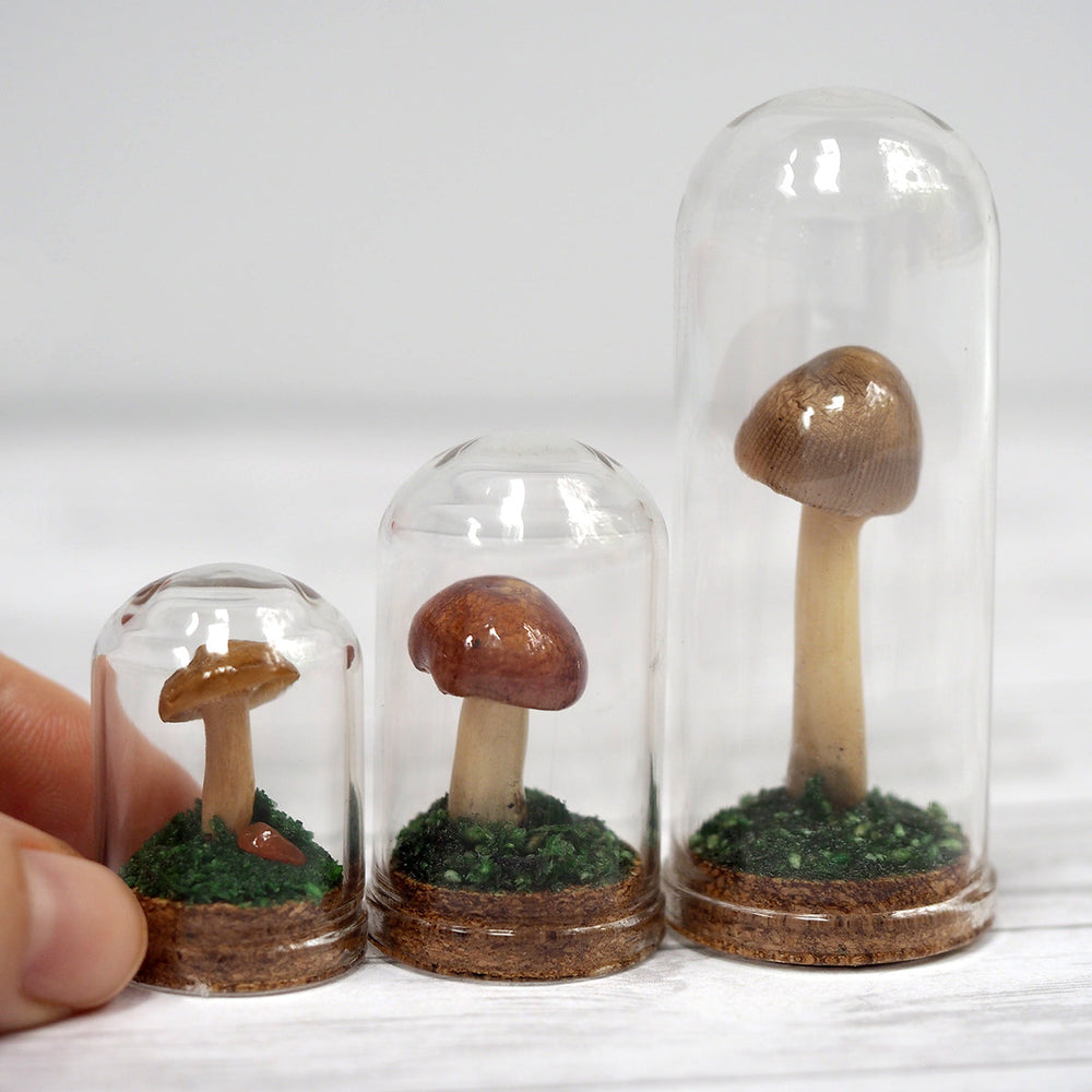 
            
                Load image into Gallery viewer, Mushroom Curiosity Jar Terrarium - Medium
            
        