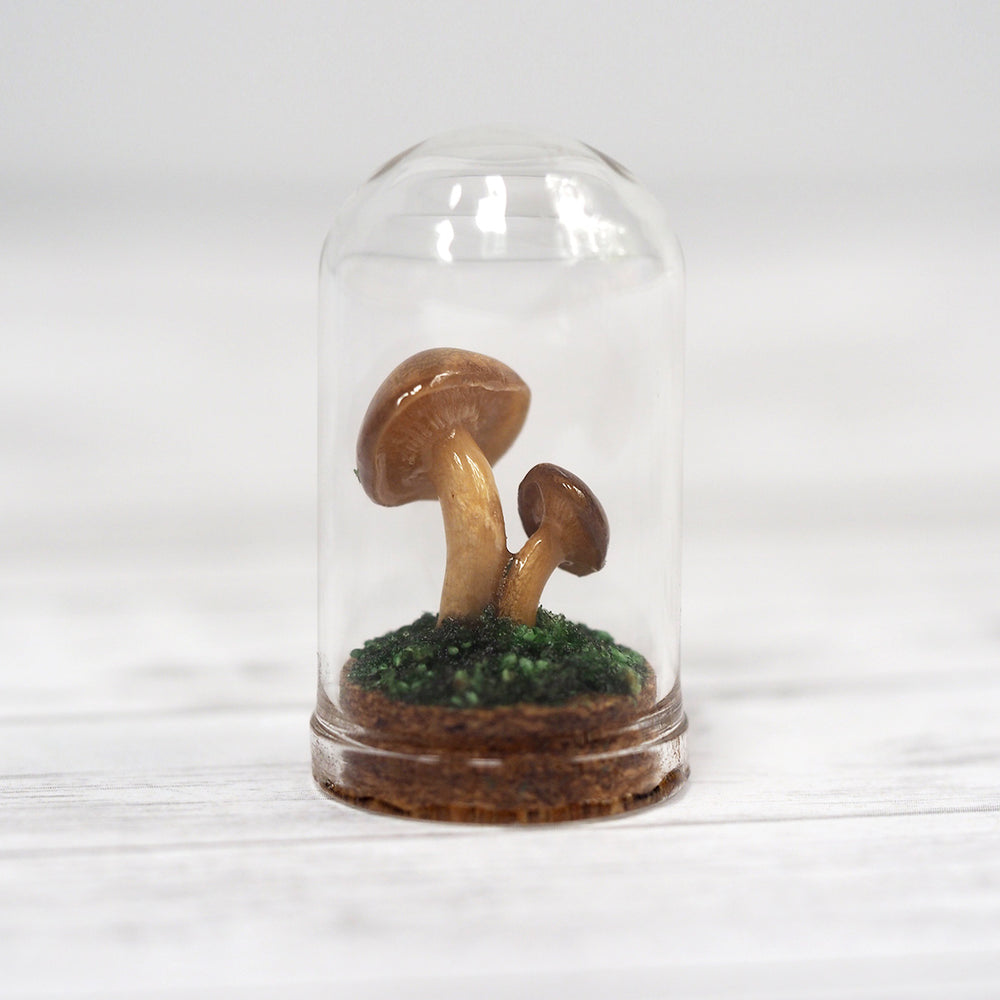 Mushroom Curiosity Jar Terrarium - Medium