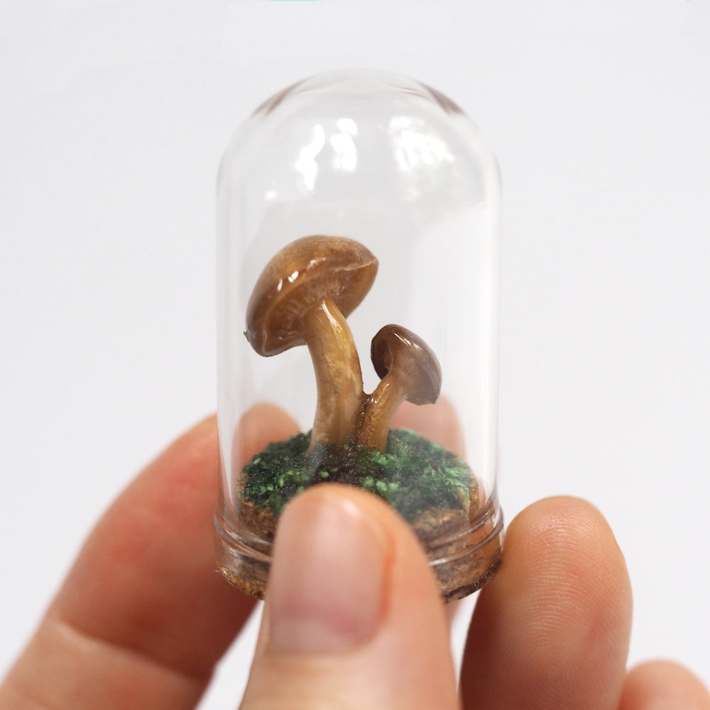 Mushroom Curiosity Jar Terrarium - Medium