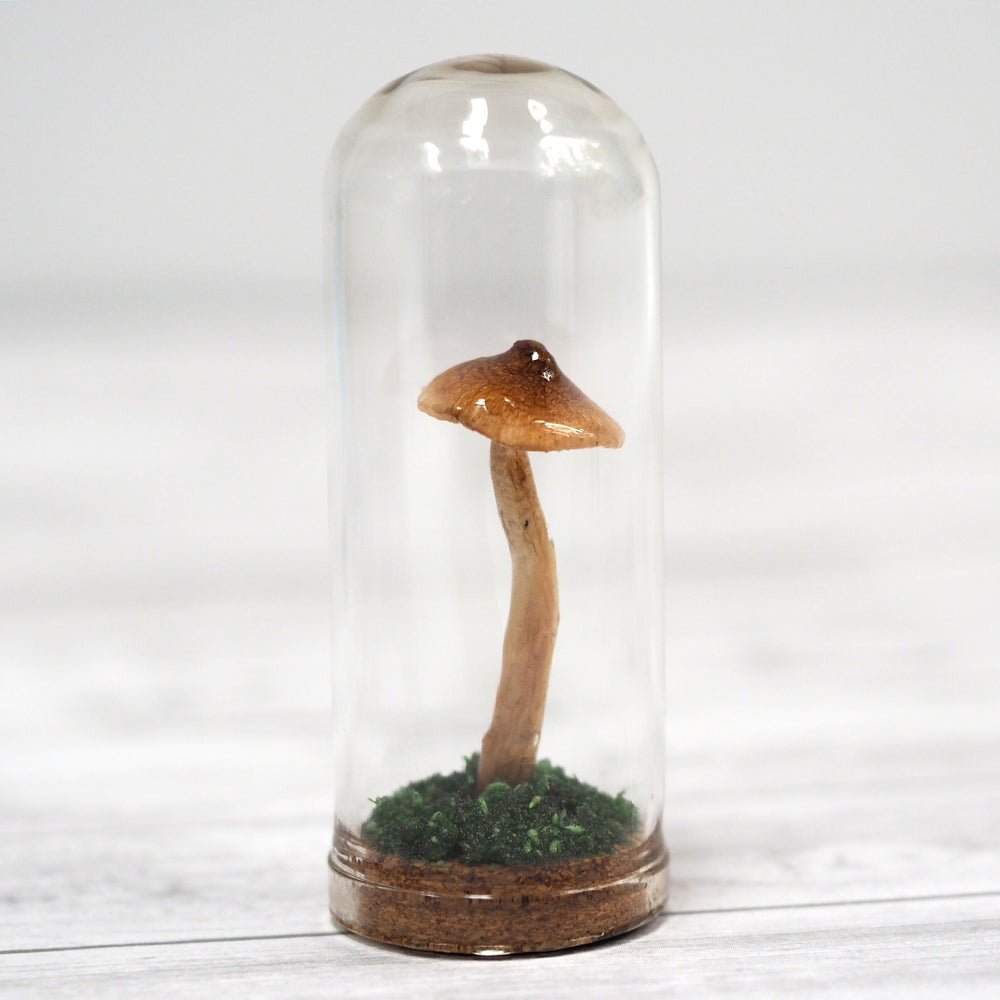 Mushroom Curiosity Jar Terrarium - Large