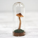 Mushroom Curiosity Jar Terrarium - Large