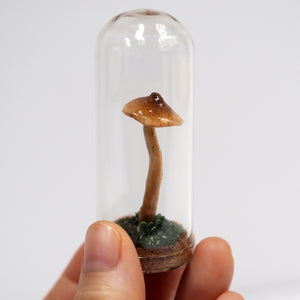 Mushroom Curiosity Jar Terrarium - Large