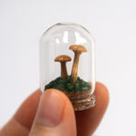 Mushroom Curiosity Jar Terrarium - Small